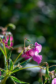 Attēlu rezultāti vaicājumam “Impatiens glandulifera flower”