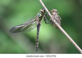 Attēlu rezultāti vaicājumam “Cordulia aenea”