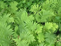 Attēlu rezultāti vaicājumam “Athyrium filix-femina”