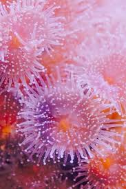 ผลการค้นหารูปภาพสำหรับ strawberry anemone
