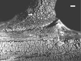 Attēlu rezultāti vaicājumam “Lecanora conizaeoides”
