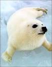 Seal Image Lesley Fox: Canadas cruel seal hunt is on thin ice this federal ... Picture 7