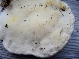 Attēlu rezultāti vaicājumam “Fomitopsis pinicola”