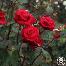 Image result for Red Rose Cc