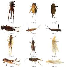 Attēlu rezultāti vaicājumam “Gryllus domesticus”