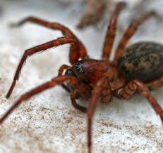 Attēlu rezultāti vaicājumam “Agelenidae”