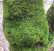 Attēlu rezultāti vaicājumam “Anomodon attenuatus sporophyte”