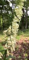 Image result for Digitalis lutea
