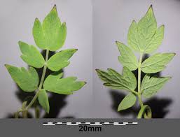 Attēlu rezultāti vaicājumam “Thalictrum minus leaf”