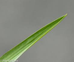 Attēlu rezultāti vaicājumam “Helictotrichon pratense leaf”