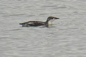 Image result for Brachyramphus perdix