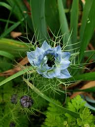 Image result for Nigella damascena
