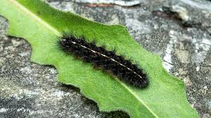 Attēlu rezultāti vaicājumam “Bolitophagus reticulatus larva”