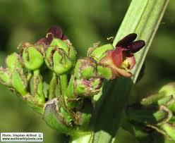 Attēlu rezultāti vaicājumam “Scrophularia umbrosa flower”