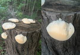 Attēlu rezultāti vaicājumam “Tyromyces chioneus”