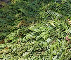 Attēlu rezultāti vaicājumam “Polypodium vulgare”