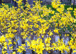 Attēlu rezultāti vaicājumam “Forsythia”
