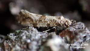 Attēlu rezultāti vaicājumam “Morophaga choragella”