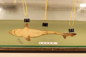 Image result for Mustelus canis