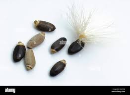 Attēlu rezultāti vaicājumam “Silybum marianum fruit”