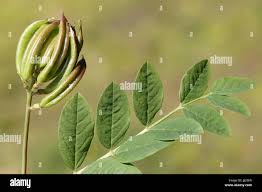 Attēlu rezultāti vaicājumam “Astragalus glycyphyllos fruit”