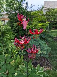 Image result for Lilium martagon `Manitoba Fox`