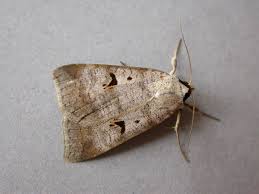 Attēlu rezultāti vaicājumam “Lygephila pastinum”