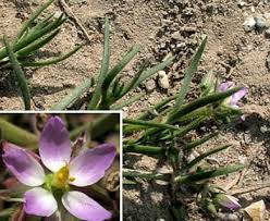 Attēlu rezultāti vaicājumam “Spergularia marina leaf”