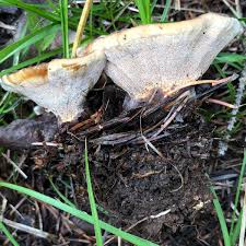 Attēlu rezultāti vaicājumam “Onnia triquetra”