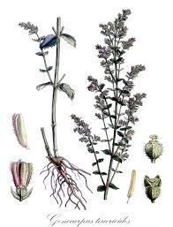 Attēlu rezultāti vaicājumam “Haloragaceae”