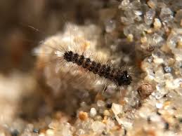 Attēlu rezultāti vaicājumam “Lymantria dispar larva”