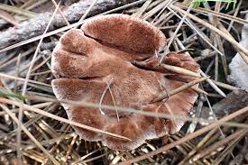 Attēlu rezultāti vaicājumam “Hydnellum ferrugineum”