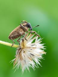 Attēlu rezultāti vaicājumam “Curculio venosus”