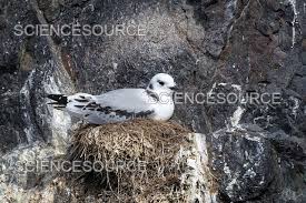 Attēlu rezultāti vaicājumam “Rissa tridactyla”