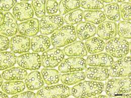 Attēlu rezultāti vaicājumam “Mylia anomala”