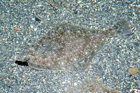 Image result for Parophrys vetulus