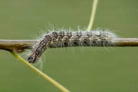 Attēlu rezultāti vaicājumam “Acronicta megacephala”