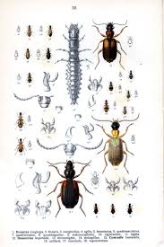 Attēlu rezultāti vaicājumam “Calodromius spilotus”