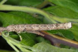 Attēlu rezultāti vaicājumam “Crocallis elinguaria”