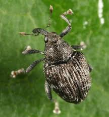 Attēlu rezultāti vaicājumam “Curculionidae”