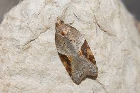 Attēlu rezultāti vaicājumam “Acleris laterana”