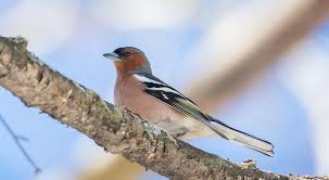 Attēlu rezultāti vaicājumam “Fringilla coelebs”