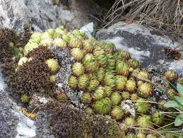 Attēlu rezultāti vaicājumam “Jovibarba globifera bud”