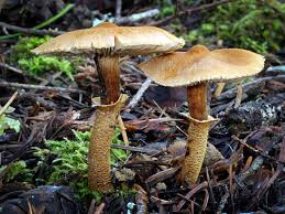 Attēlu rezultāti vaicājumam “Cystoderma amianthinum”