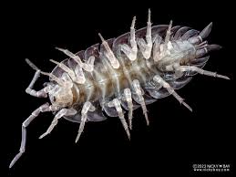 Attēlu rezultāti vaicājumam “Porcellio scaber”