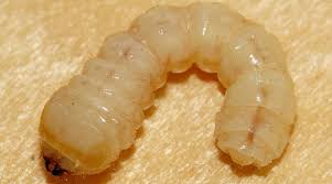 Attēlu rezultāti vaicājumam “Cerambycidae larva”