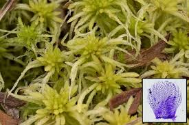 Attēlu rezultāti vaicājumam “Sphagnum warnstorfii”