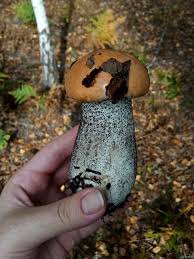 Attēlu rezultāti vaicājumam “Leccinum versipelle”