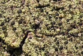 Attēlu rezultāti vaicājumam “Calicium viride”