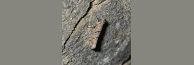 Attēlu rezultāti vaicājumam “Ypsolophidae”